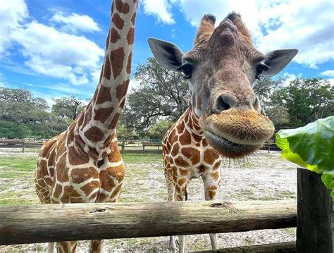 Giraffe ranch - 75 reviews and 298 photos of GIRAFFE RANCH "This is the COOLEST place ever. If you love zoos, you'll love Giraffe Ranch. This isn't a zoo, it's a working ranch that is more like a safari experience in Florida!"